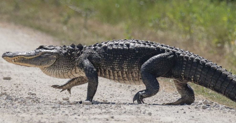 “TABLE FOR TWO, MR. CROC” SAYS EGYPTIAN PLOVER: THE BIRD THAT EATS FROM A CROCODILE’S TEETH!