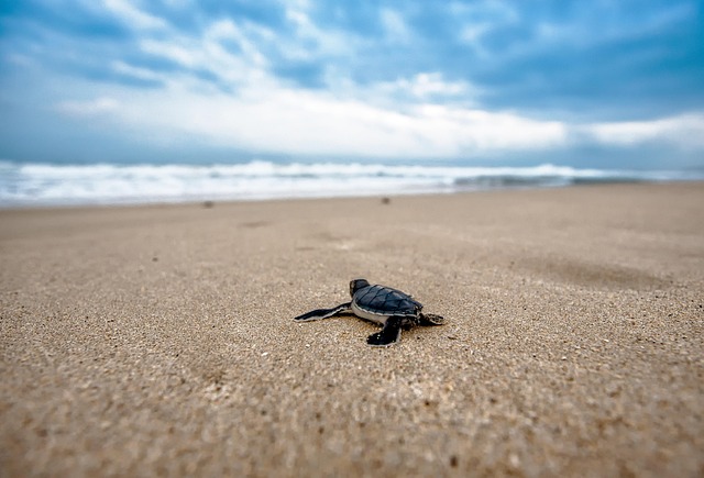 SpaceX Debris Threatens Endangered Turtles on Mexican Beach
