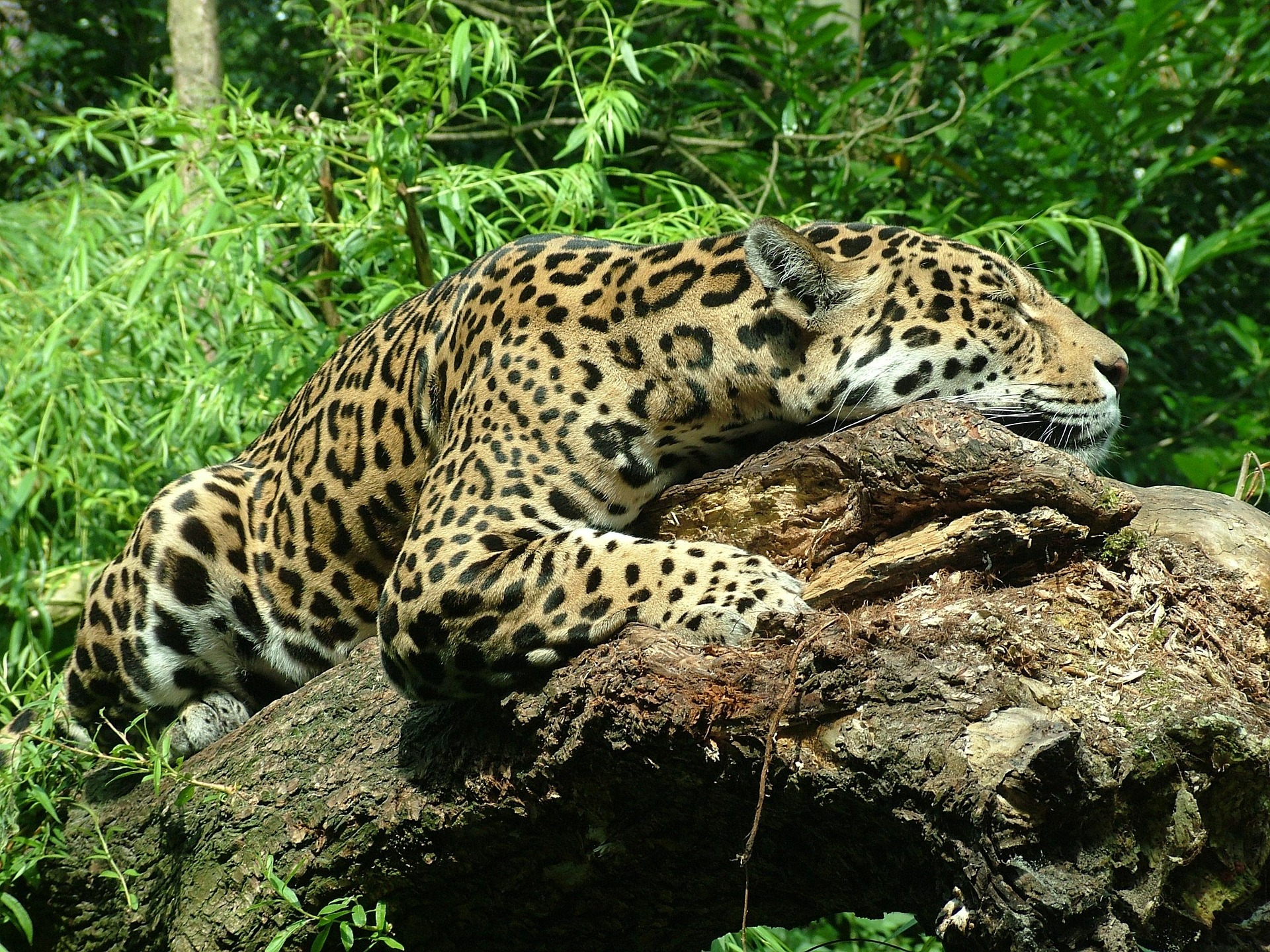 Rare Jaguar Sighting in Honduras Signals Wildlife Comeback