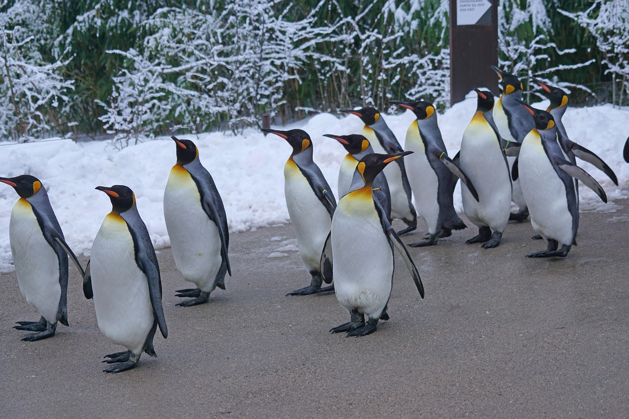 Chinstrap Penguin Population Drops 63% on Antarctic Island