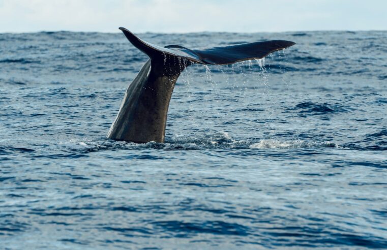 Whalefall Movie and Michael Packard’s Real-Life Whale Encounter