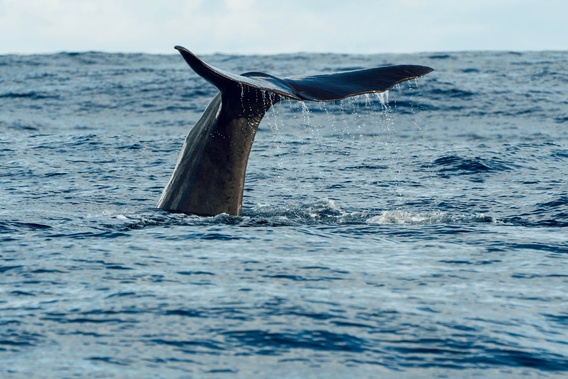 Whalefall Movie and Michael Packard’s Real-Life Whale Encounter